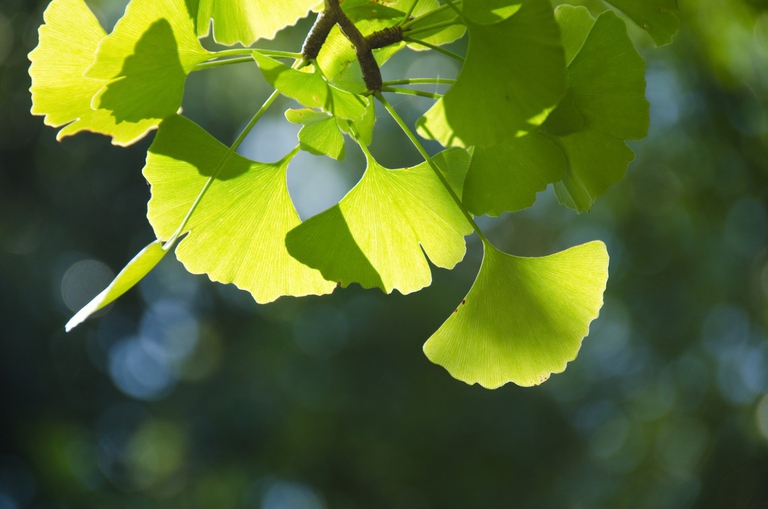 ginkgo biloba