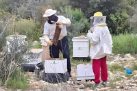 L’apicoltura è occasione di lavoro e inclusione in Palestina