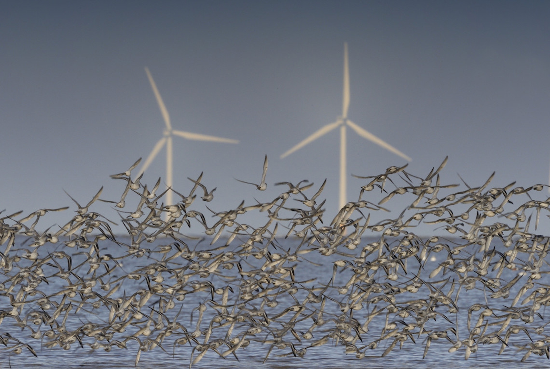 Marine renewable energy development