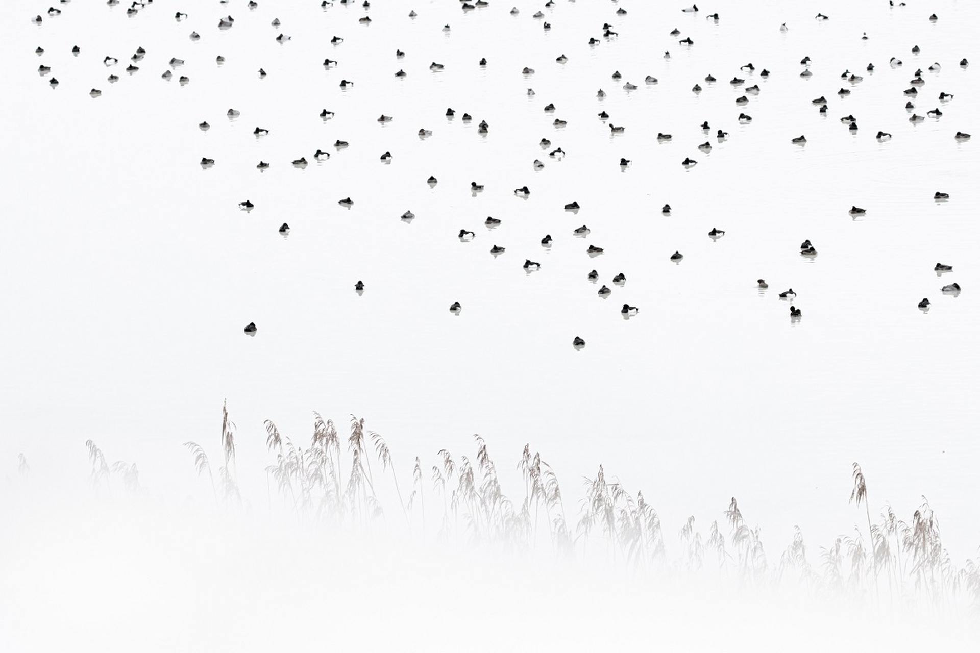 K1_4_christoph_kaula_enten