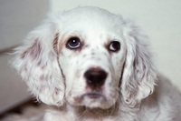 La storia di Ian, dal canile alla pet therapy