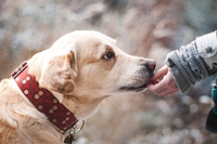 A Bolzano e Trento sono nati due sportelli per ascoltare e dare voce ai diritti animali