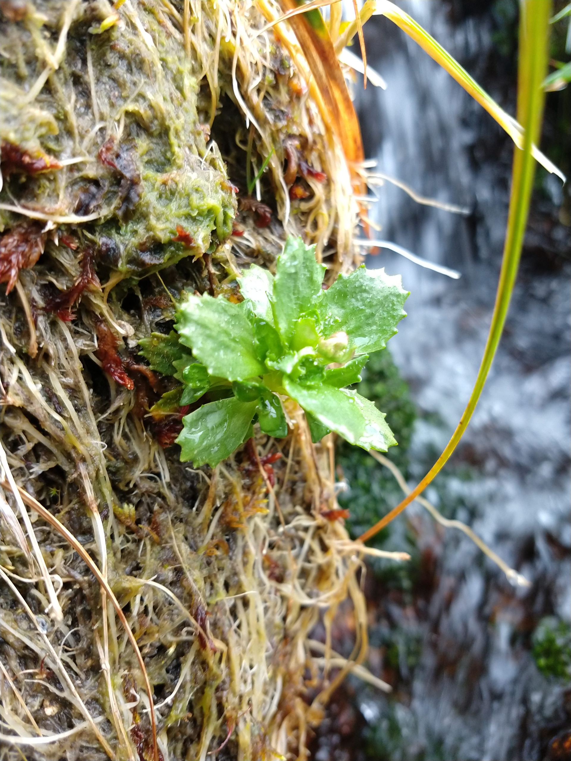Wildlife Surveys in the Mournes