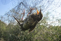 Cosa accade ad un uccello selvatico quando viene catturato come richiamo