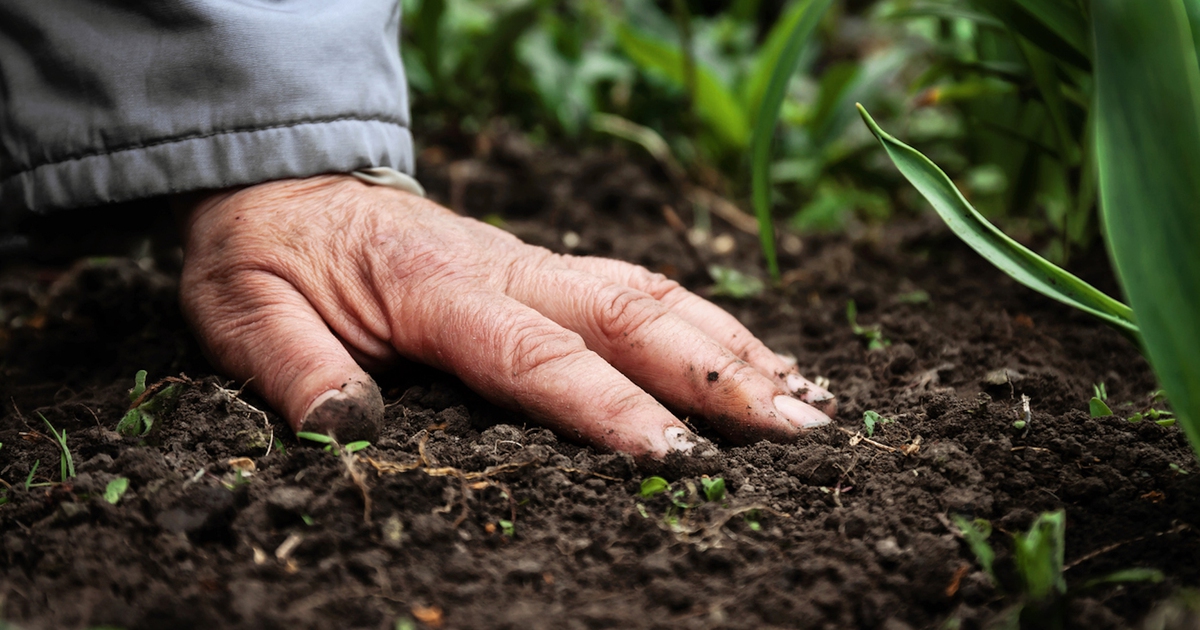 CULTIVERS Melassa Biologica Per Piante 7 Kg (5 L) – Certificata CCAE, Stimola L'attività Microbica, Migliora La Fertilità Del Suolo E Lo Sviluppo Radicale