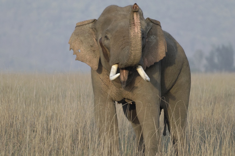 Grande maschio di elefante asiatico