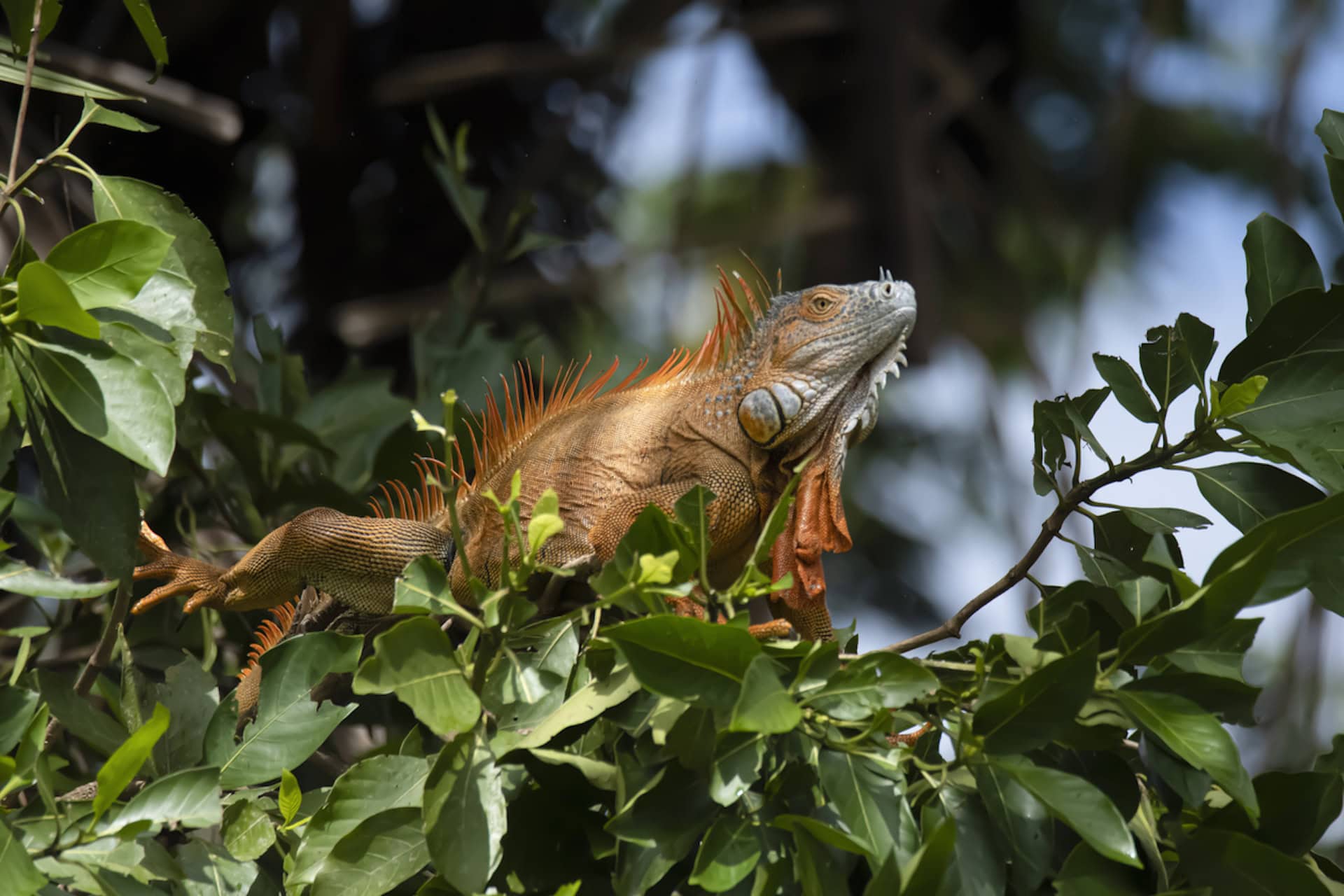 iguana costa rica