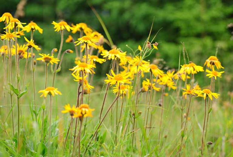arnica-montana