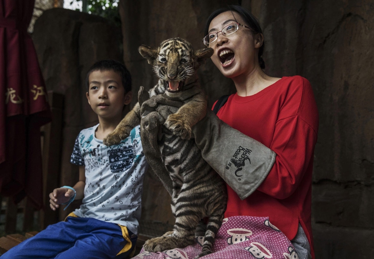 turisti con tigre donna bambino tigrotto maltrattamenti