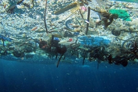Isola di plastica o Pacific Trash vortex. Cosa c’è nel Pacifico