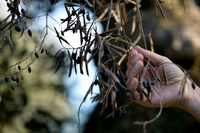 Xylella, il batterio fastidioso trovato per la prima volta in Toscana