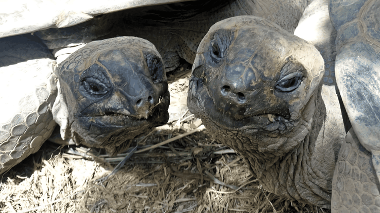 Testuggini di Aldabra