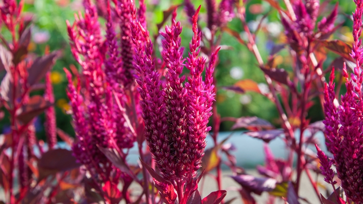 Amaranth, the plant saving Argentinian families - LifeGate