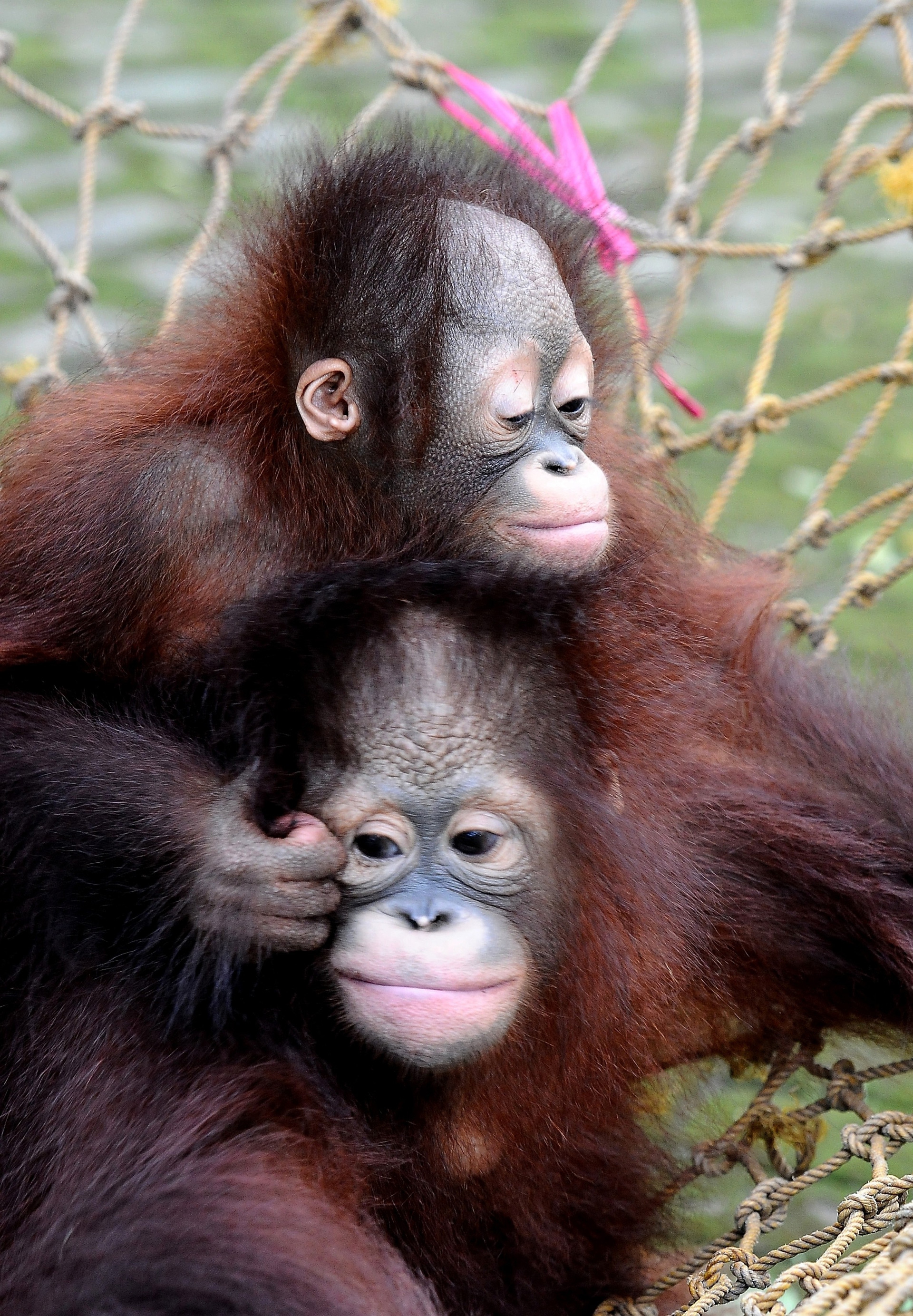Damai e Rizki, due cuccioli di orango tornano il libertà