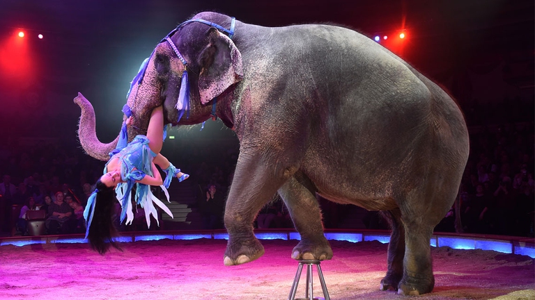 elefanti circo riabilitazione