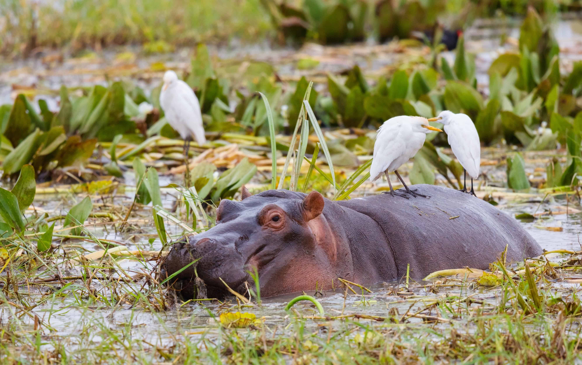 Un ippotatamo nel Parco del Tarangire
