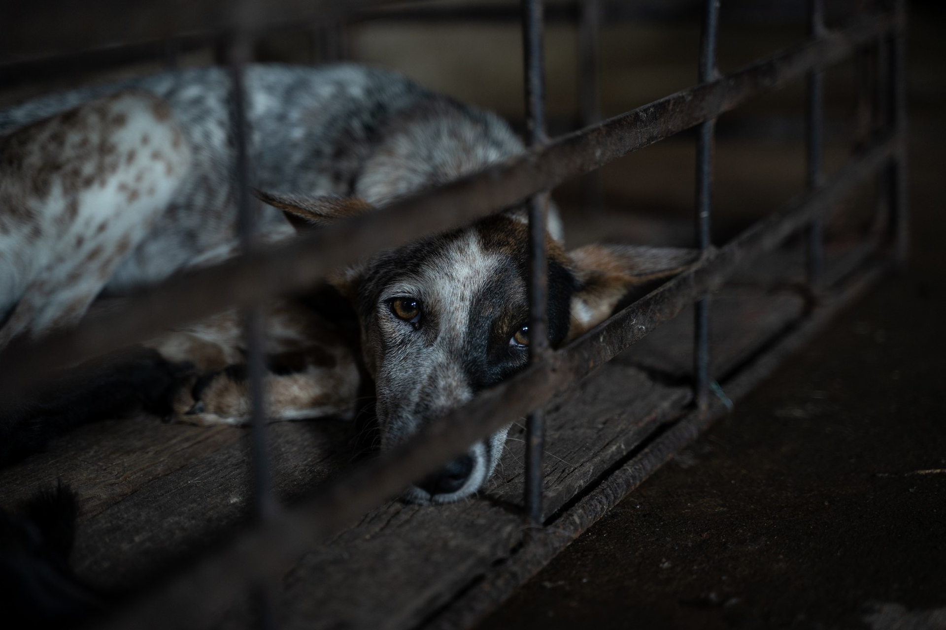 Uno dei cani rinchiusi nel macello in Cambogia