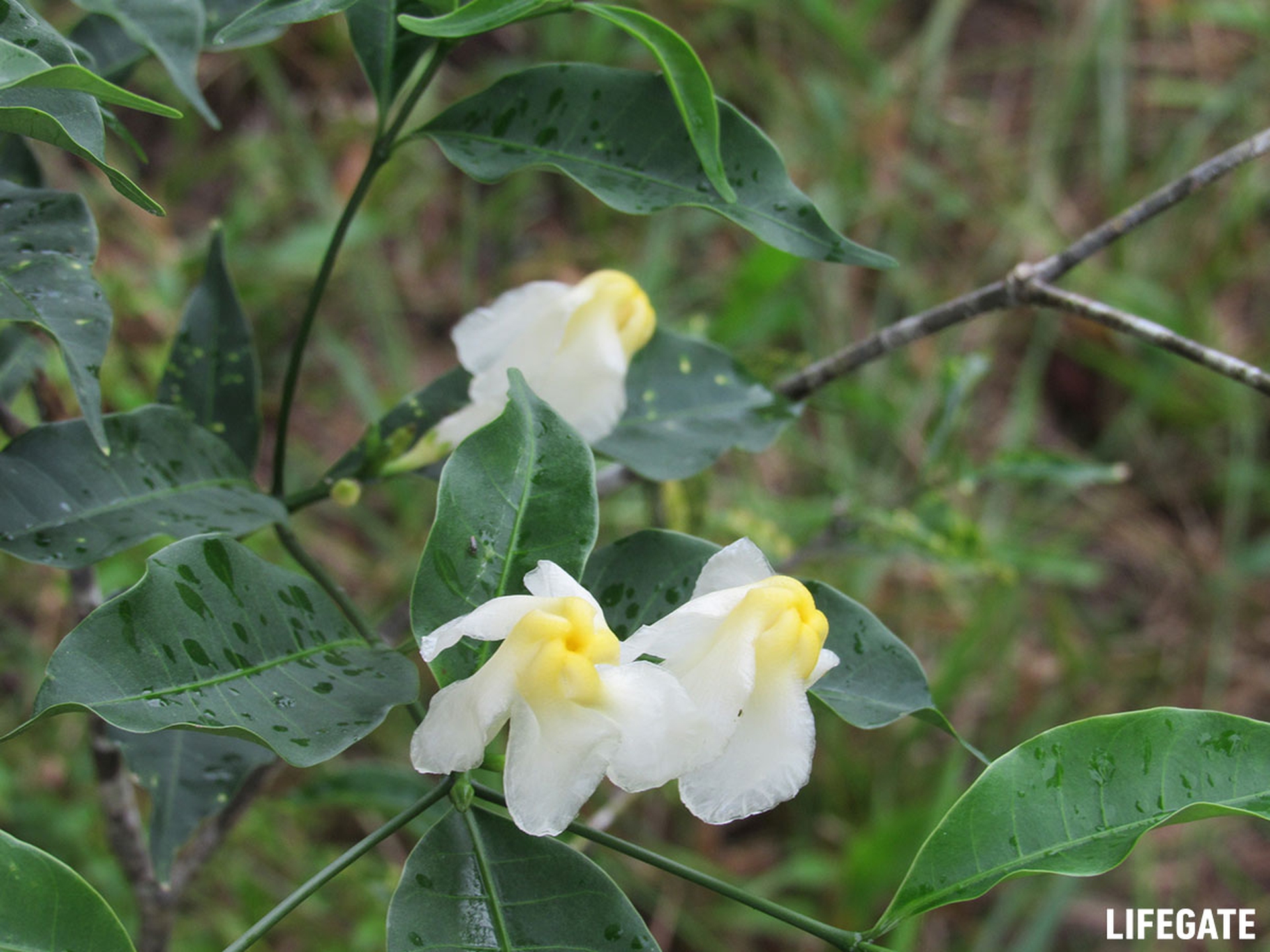 Foreste in piedi 2017