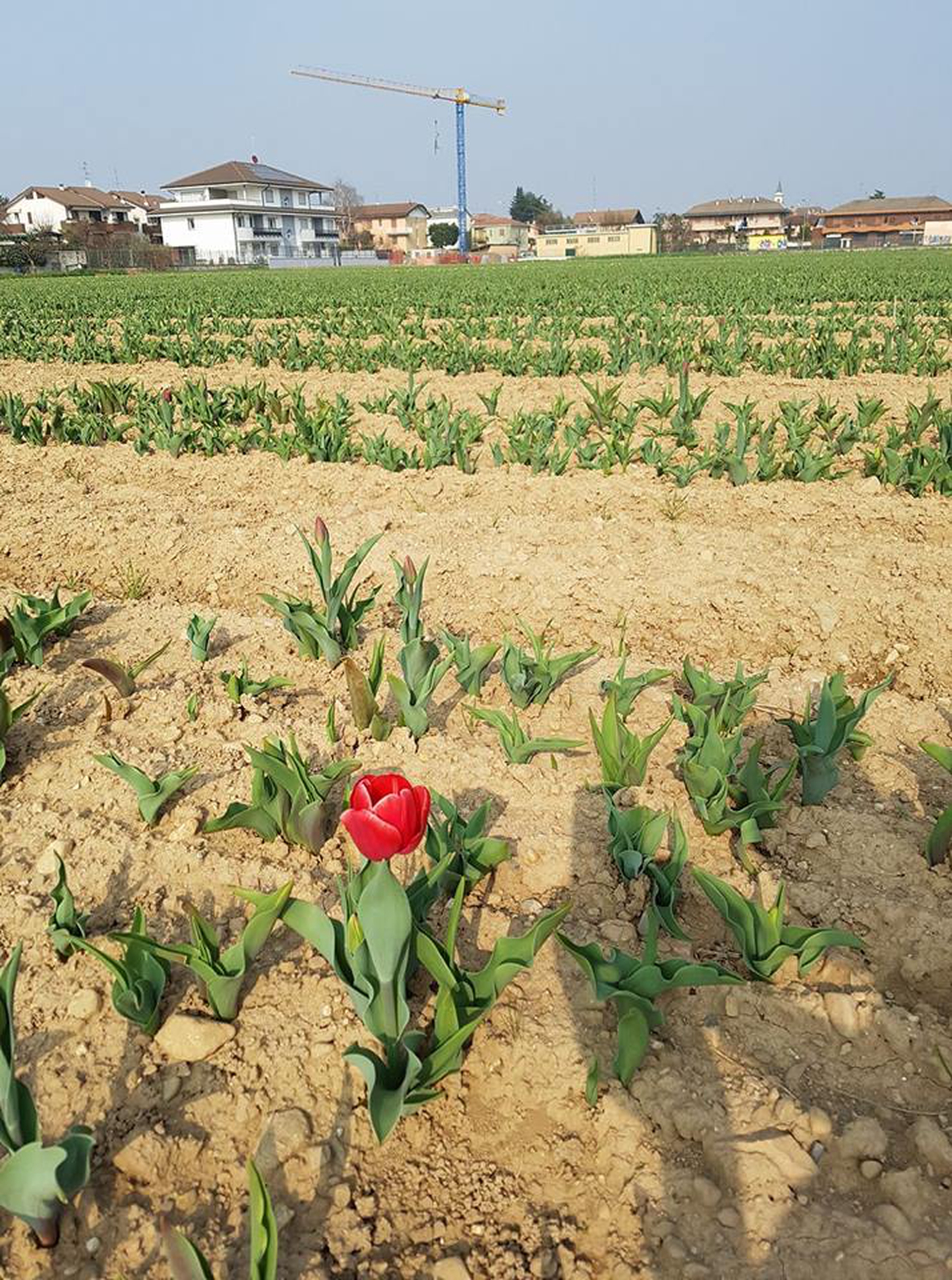 prime fioriture di tulipani