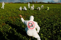 Ogm, via libera dell’Europarlamento alla possibilità di vietarne la coltivazione