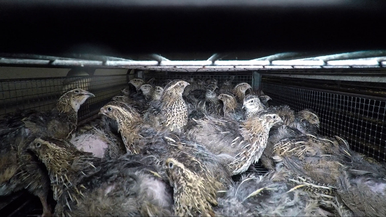 allevamenti intensivi di quaglie