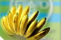 Banane in via d’estinzione? Facciamole OGM