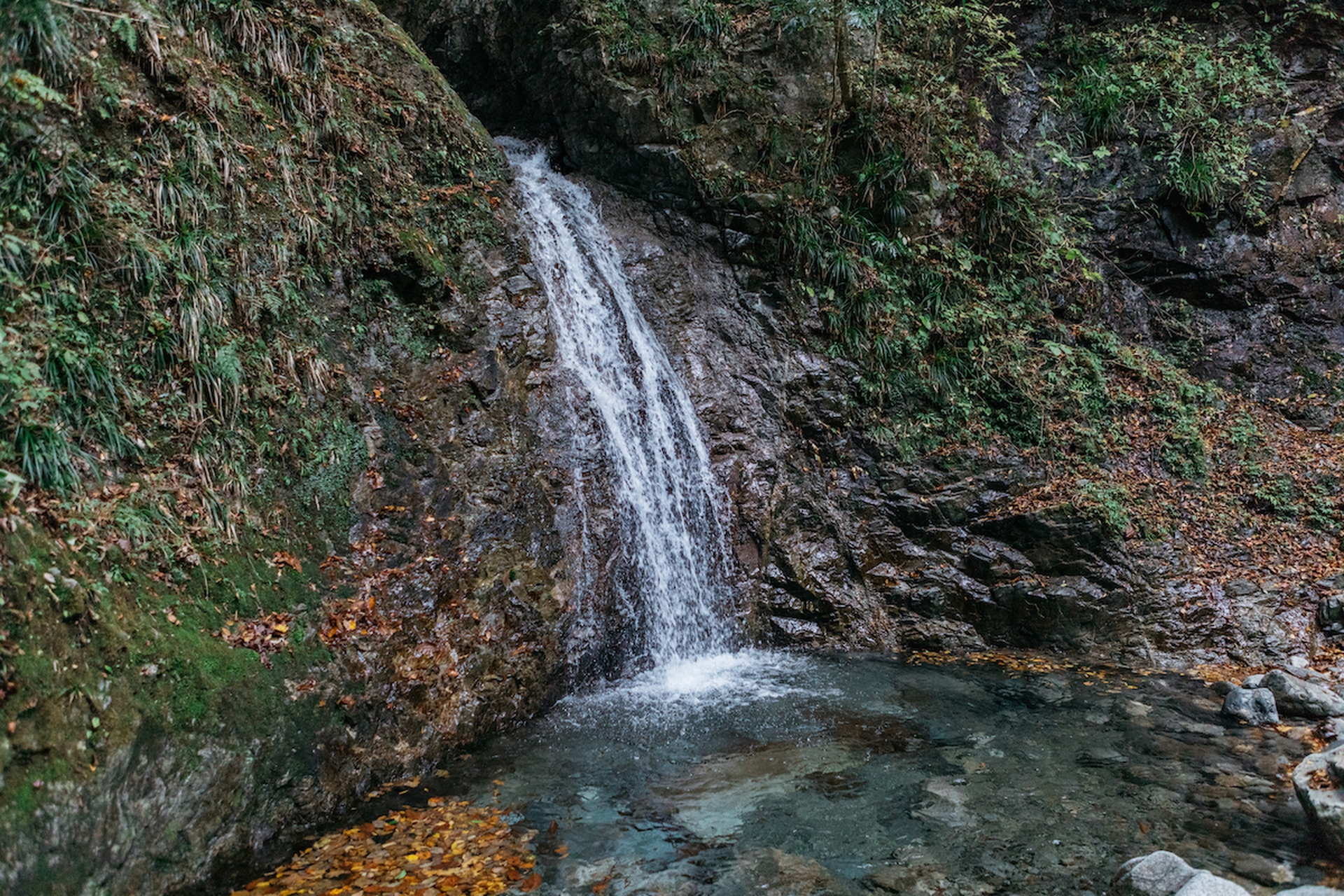 Forest therapy in Giappone