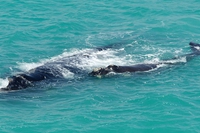 Stati Uniti, sono nati tre cuccioli di rara balena franca nordatlantica