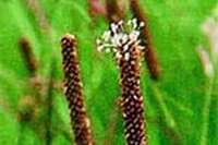 Curare l’allergia ai pollini con l’omeopatia