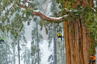 Tree climbers. I nuovi custodi degli alberi