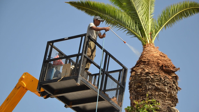 palma punteruolo rosso ricerca