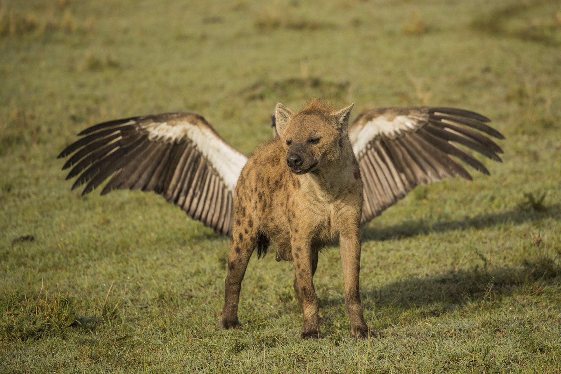 Flying hyena, Comedy Wildlife Photography Awards 2018