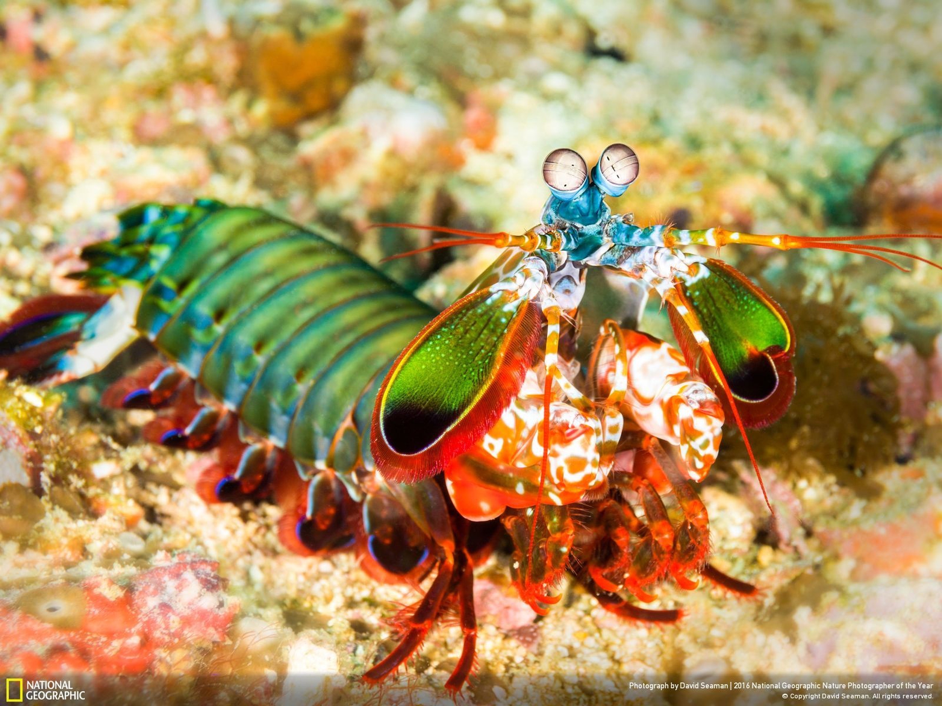 Рак богомол. Павлиновая креветка. National Geographic Mantis Shrimp. Peacock Mantis Shrimp. Рак-богомол краткая информация.