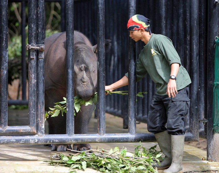 Rinoceronte in un santuario