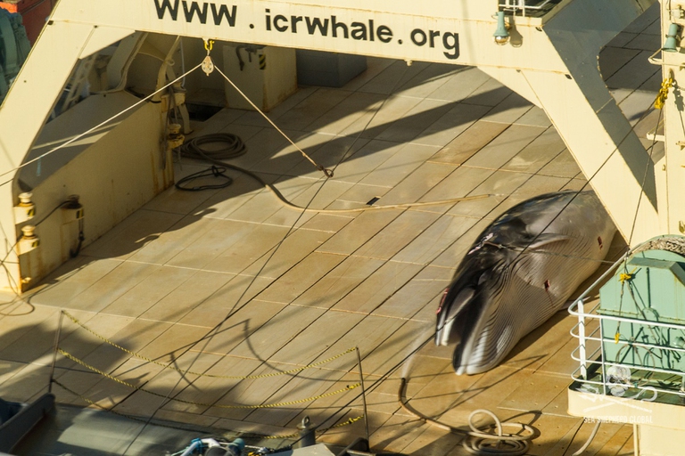 sea shepherd japan mink whale