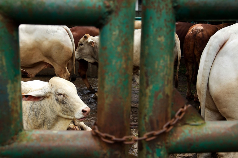 macello animali francia maltrattamenti