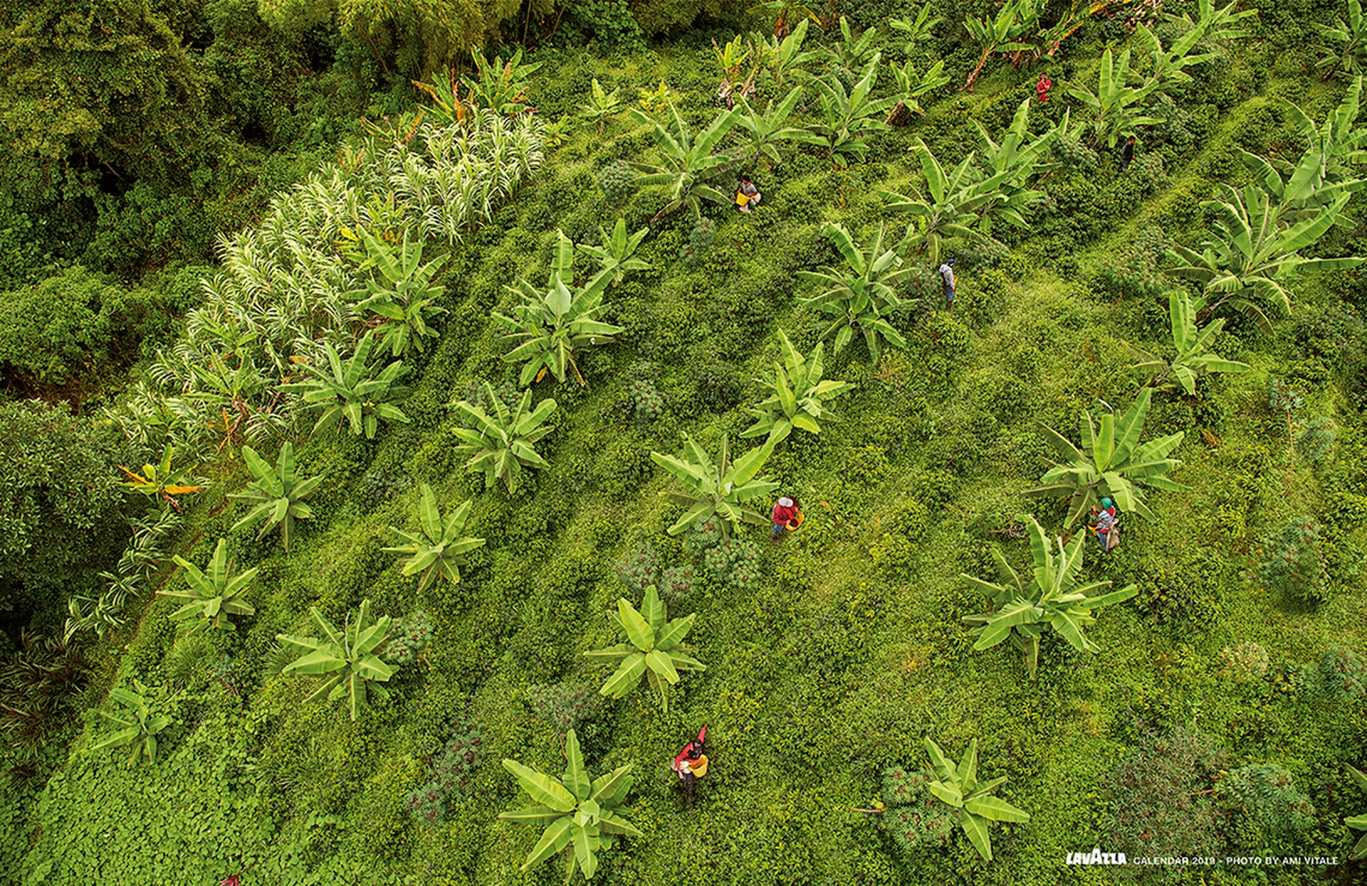 Febbraio, calendario Lavazza 2019 -  Colombia