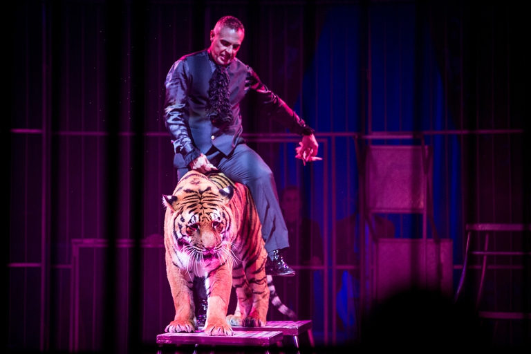 I circhi con animali mostrano una rapporto di dominazione attraverso addestramenti estenuanti e coercitivi © Essere Animali