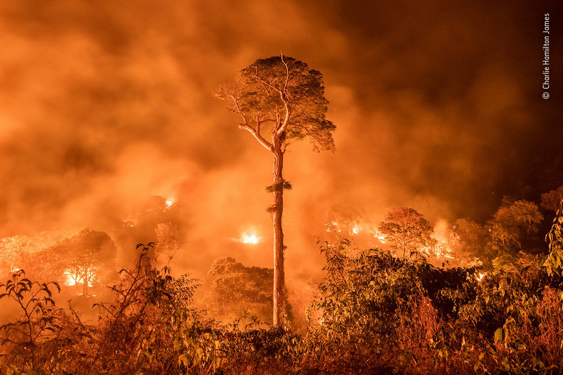 Amazon Burning