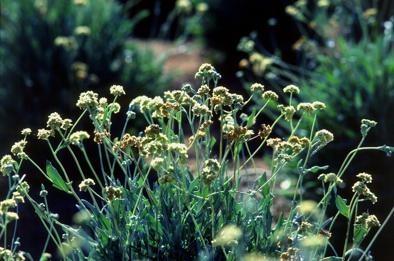 guayule -