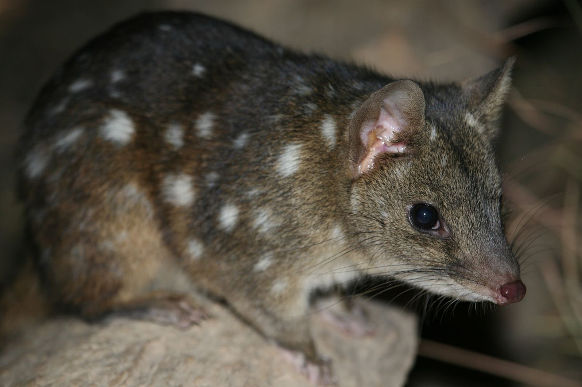 quoll occidentale