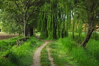 Sete di… verde