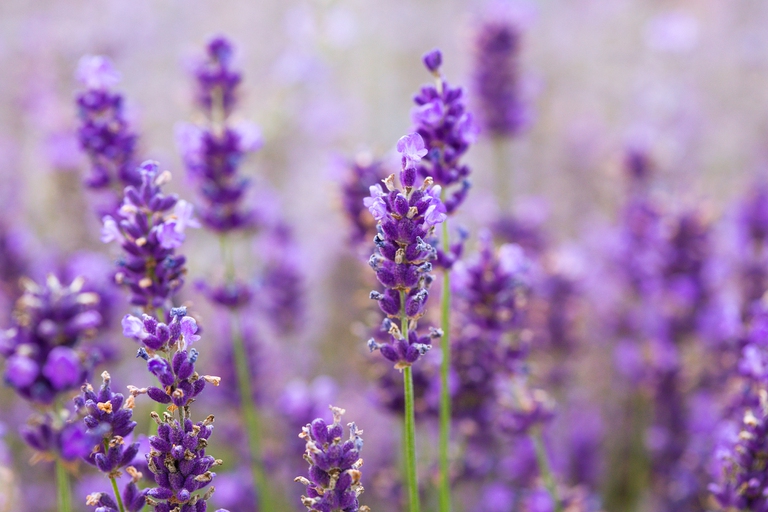 Lavanda