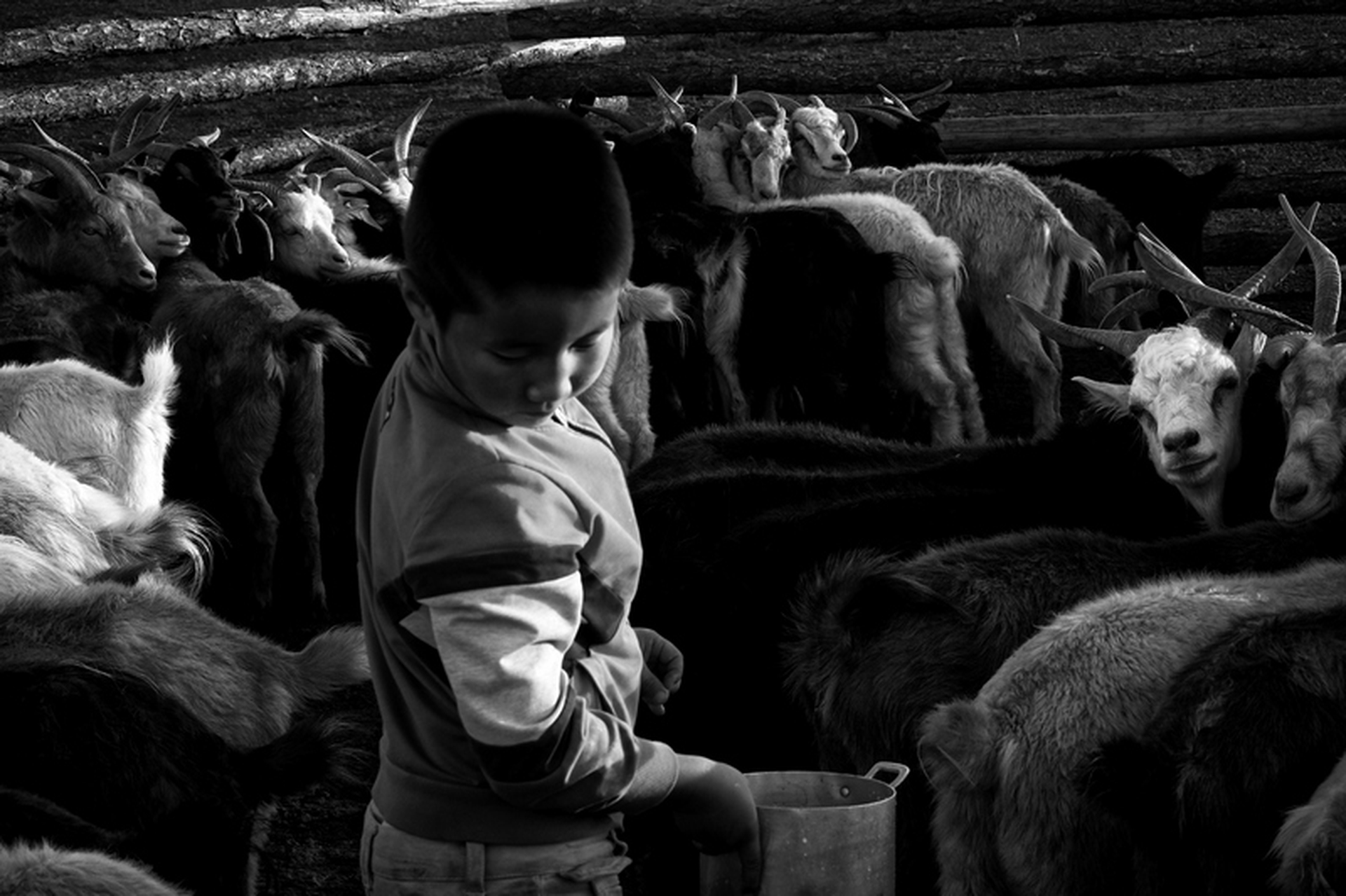 Sara Munari, Vanishing Shepherds