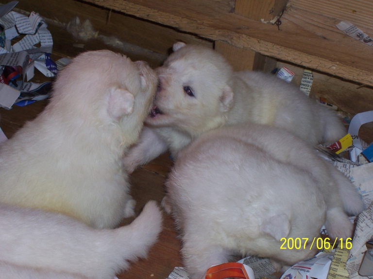 samoiedo razza caratteristiche