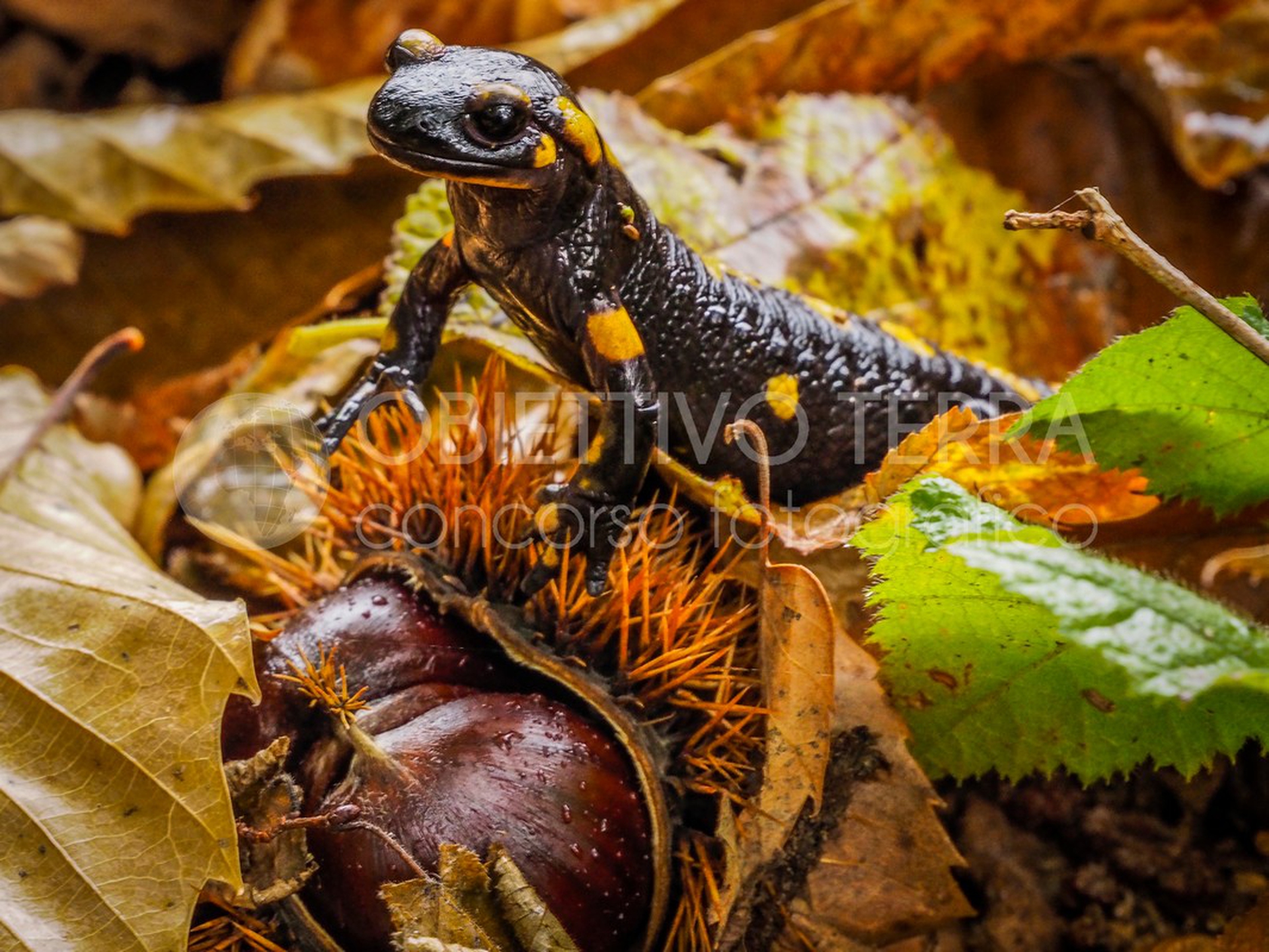 Parco nazionale del Gran Paradiso (Valle d’Aosta, Piemonte)