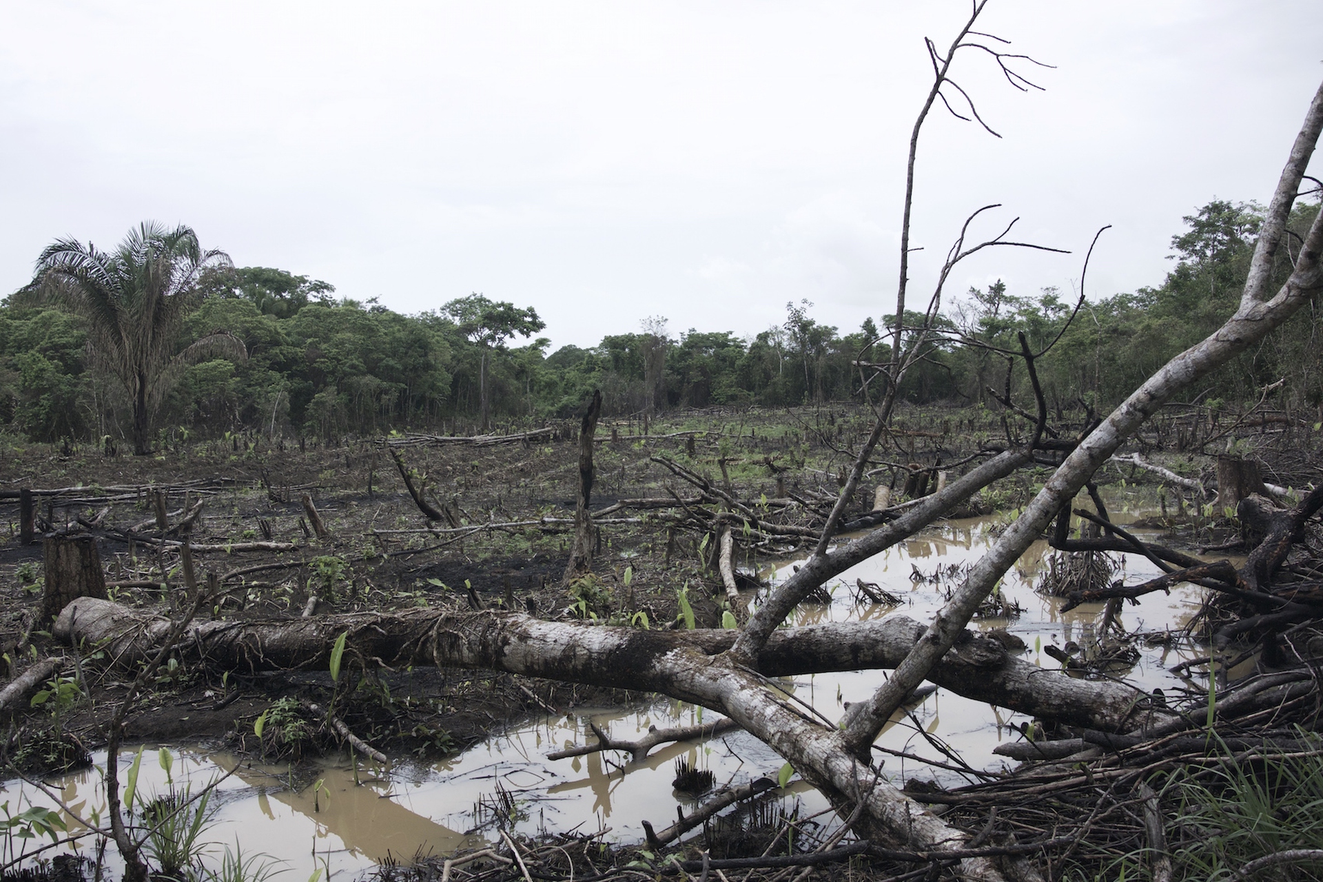 Il problema del disboscamento nelle terre indigene