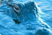 Miti, leggende e realtà. Il pianto del coccodrillo