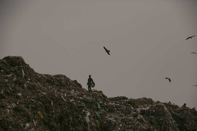 In Asia gli elefanti fanno scorpacciate di plastica