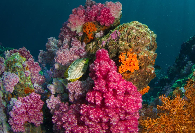 oceani 2017 anno più caldo